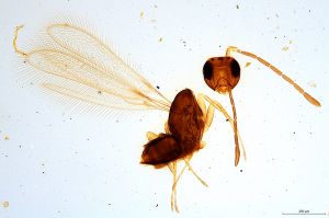 Th1069-0 longicornis.jpg