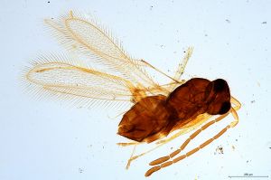 Th1072-0 longicornis.jpg