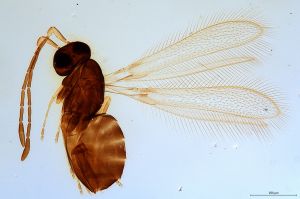 Th1073-0 longicornis.jpg