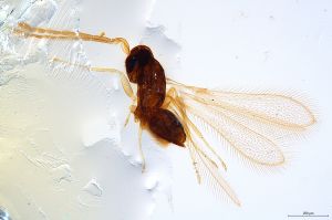 Th1113-0 longicornis.jpg