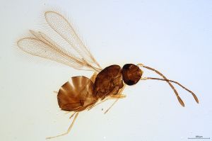 Th1116-0 longicornis.jpg