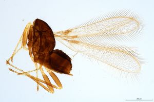 Th684 -0 longicornis.jpg