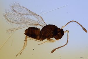 Th695-0 longicornis.jpg