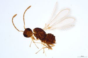 Th704-0 longicornis.jpg