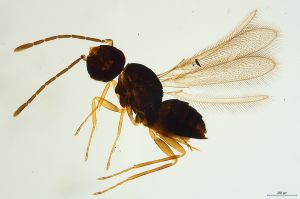 Th834-I-0 longicornis.jpg