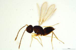Th834-II-0 longicornis.jpg