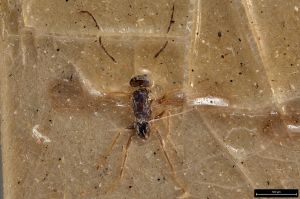 Th3326-I-0 longicornis male.jpg