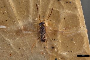 Th3326-II-0 longicornis.jpg