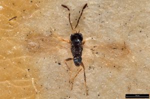 Th3328-I-0 longicornis.jpg