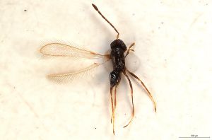 Th3329-0 longicornis.jpg