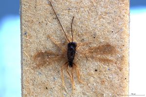 Th3331-0 longicornis male.jpg