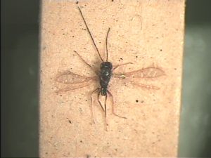 longicornis Pltype '26'.jpg