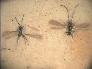 longicornis Pltype '94'.jpg