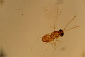 Th1487-1 longicornis.jpg