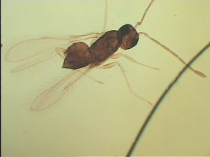 Th1162-I no LASX image.jpg