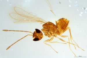 Th1163-0 longicornis.jpg