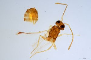 Th1176-0 longicornis.jpg