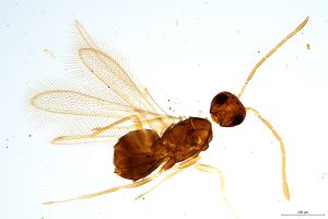 Th1180-0 longicornis.jpg