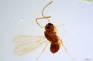 Th1183-0 longicornis.jpg