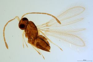 Th1193-0 longicornis.jpg
