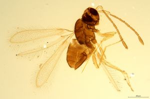 Th1196-0 longicornis.jpg