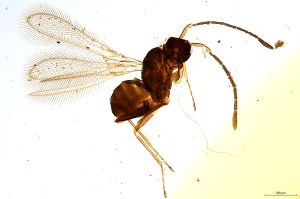 Th1273-0 longicornis.jpg