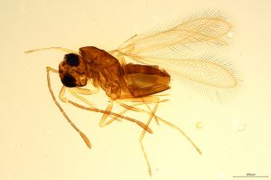 Th1274-0 longicornis.jpg