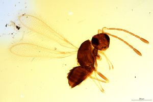 Th1276-0 longicornis.jpg