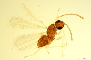 Th1282-0 longicornis.jpg