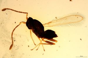 Th1304-0 longicornis.jpg