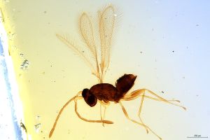 Th1310-0 longicornis.jpg