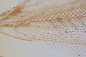 Th1311 szárny 7-1.png