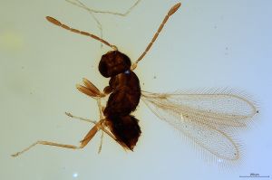 Th1311-0 longicornis.jpg