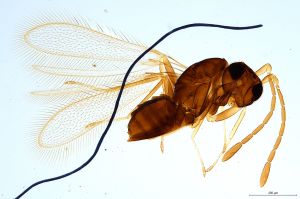 Th1313-0 longicornis.jpg