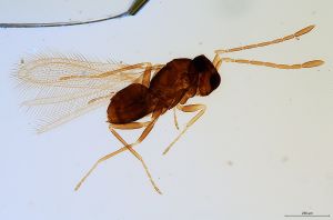 Th1314-0 longicornis.jpg