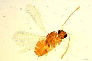 Th1323-0 longicornis.jpg