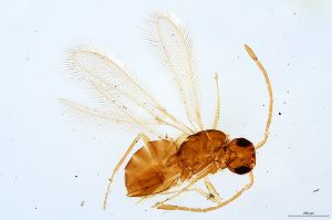 Th1325-0 longicornis.jpg