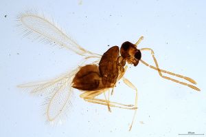 Th1326-0  longicornis.jpg