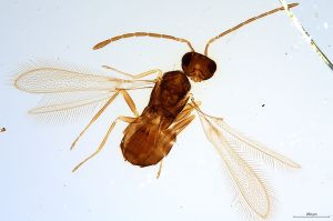 Th1331-0  longicornis.jpg