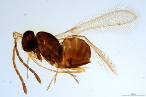 Th1332-0  longicornis.jpg