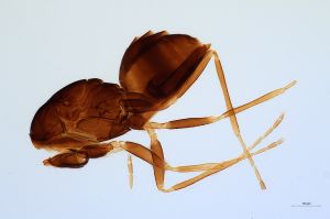 Th2326-0 longicornis.jpg