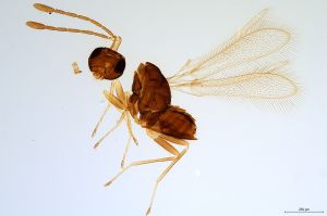 Th2463-0 longicornis.jpg