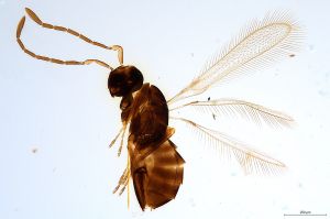 Th2510 -0 longicornis.jpg