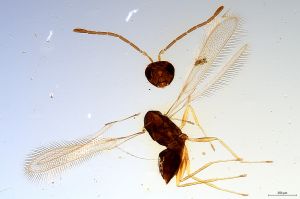 Th2522-0 longicornis.jpg