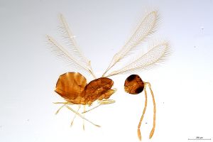 Th2529-0 longicornis.jpg