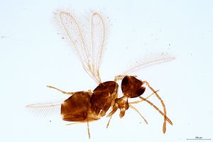 Th2534-0 longicornis.jpg