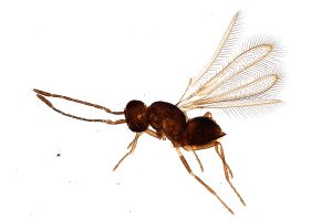 Th3910-0 longicornis cf. !.jpg