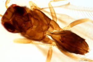 Th2504-0-1 longicornis.jpg