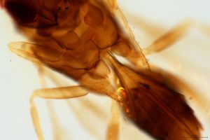 Th2504-0-2 longicornis.jpg