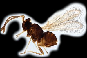 luna, syn. brachygaster Htype 0.png